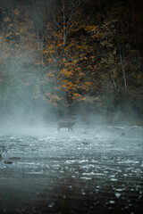 morning in the forest