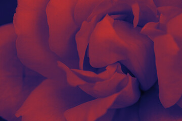 Duotone Rose background with smooth soft light and shapes. Minimal flower background