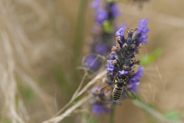 pollinisation de lavande. Une abeille dans une fleur cherche le pollen. Gros plan d'une abeille pollinisant. 