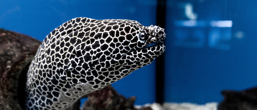 Gymnothorax favagineus or laced moray fish swimming out of its hiding place