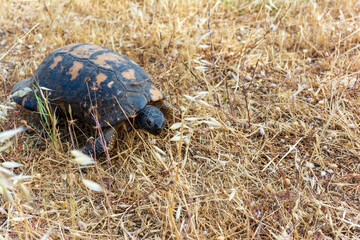 A turtle wanders the grounds
