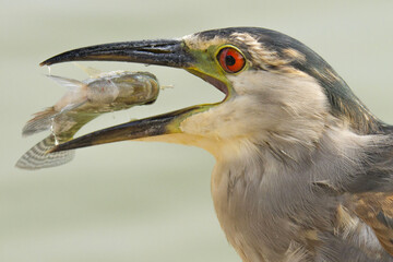 Garza pescando en una laguna