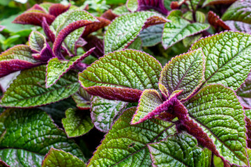 green-red leaves macro photo