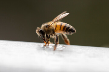 Abejas modernas