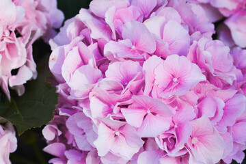 Obraz na płótnie Canvas Pink hydrangea close up, horisontal frame as postcard design. Fresh flower