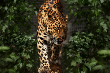 Far eastern leopard on the hunt, close-up portrait, lovely big cat