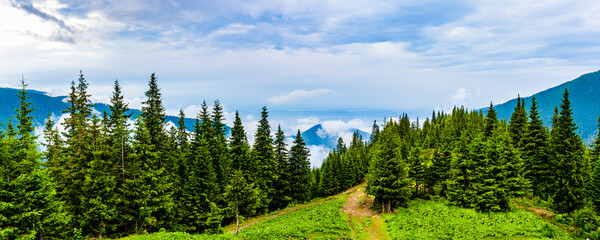 Clouds and fog covered mountain peak with evergreen conifers in the foreground