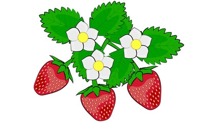 Strawberries with leaves and flowers  isolated on White background