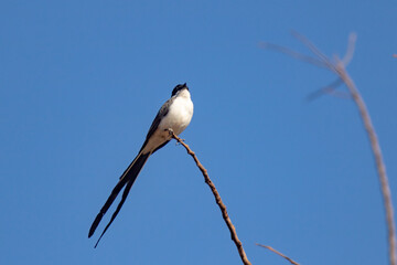 Scissors bird (Tyrannus savana) isolated perched on dry branch on blue sky background. Close-up