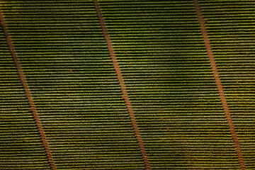 Vineyards, a suggestive aerial image over a vineyards in an amazing landscape, Agriculture...