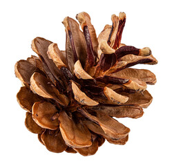 Brown pine cone on white background with clipping pass
