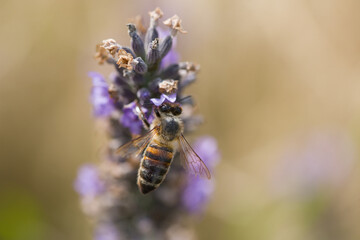 pollinisation de lavande. Une abeille dans une fleur cherche le pollen. Gros plan d'une abeille pollinisant. 