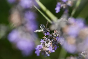 Fototapeten pollinisation de lavande. Une abeille dans une fleur cherche le pollen. Gros plan d'une abeille pollinisant.  © david