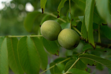pears on a branch. Several young fruit fruits. Garden plants. Ripe pear in the garden or farm. Banner