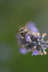 pollinisation de lavande. Une abeille dans une fleur cherche le pollen. Gros plan d'une abeille pollinisant. 