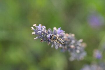 pollinisation de lavande. Une abeille dans une fleur cherche le pollen. Gros plan d'une abeille pollinisant. 