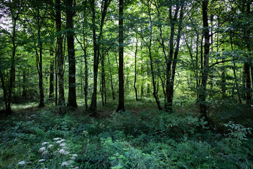 Dense forest of vast woodland area of Turopoljski Lug, one of few european old forests, home to many animal species near the Zagreb city, Croatia