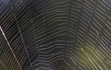 pattern of a spider web