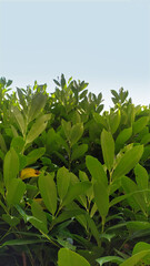 Green leaves wall background on blue sky