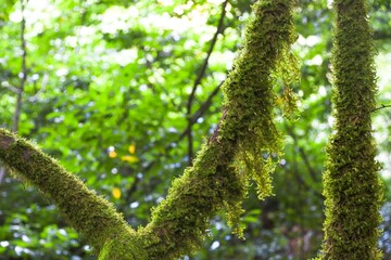 A green natural thick tropical rain forest