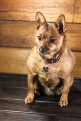 Little cute red dog on a photo background
