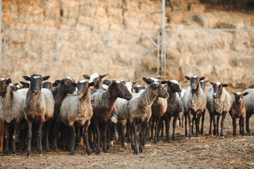 Obraz premium Sheep farm. Group of sheep domestic animals.