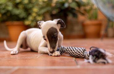 Cute pet whippet puppy playing outdoors