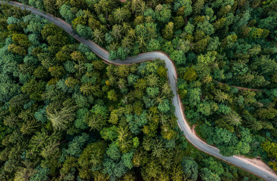 A bending road from above leading through a green forest. Drone shot for wallpapers, top down from above aerial shot in the late summer.