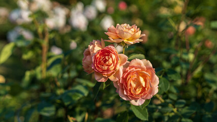 Peach color roses in the summer garden