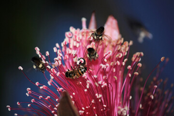 Bees flying around flower while feeding on its nectar
