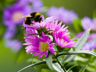 Bumblebee on the aster flowers on colored blurred background