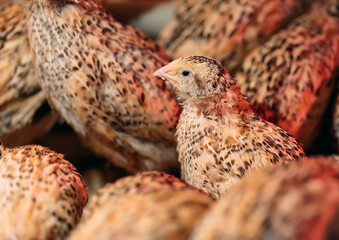 Quail Chicks in a cage on the farm.