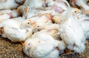 White broiler Chicken at the poultry farm.