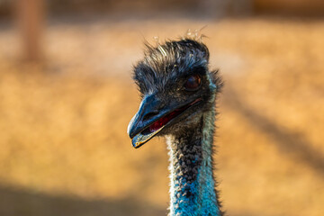 portrait ostrich head close up