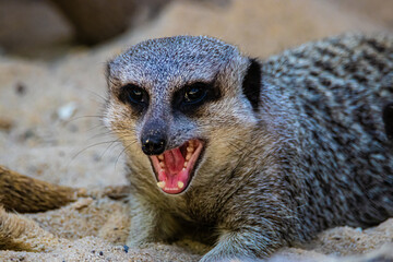 Fototapeta premium portrait meerkat opened his mouth