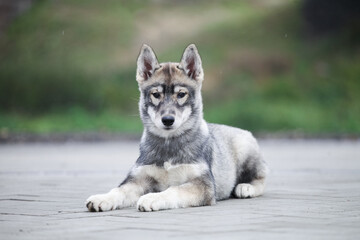Gray husky puppy looks like a wolf