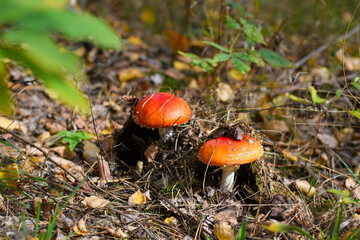 Poisonous red mushrooms amanita in a pine forest close-up. Selective focus on the right fly agaric.