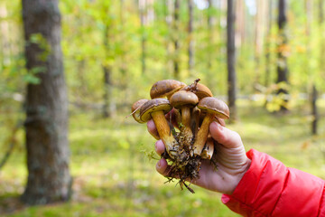 Many beautiful fresh mushrooms in hand on the background of a pine forest. Mushroom legs with remnants of moss and earth. Selective focusing.