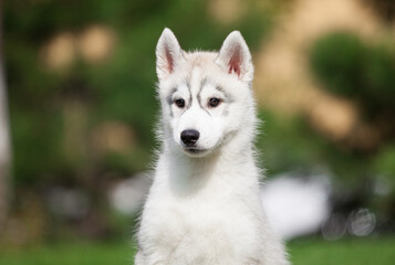 Beautiful siberian husky puppy in the park