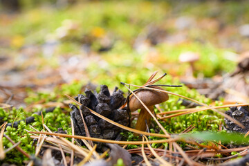 A small mushroom in a pine forest next to a pine cone grows in moss. Pine dry needles on a mushroom head.