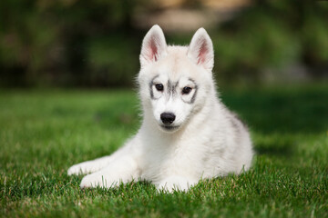 Naklejka na ściany i meble Beautiful siberian husky puppy in the park