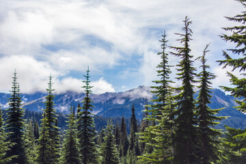 Trees in mountains.