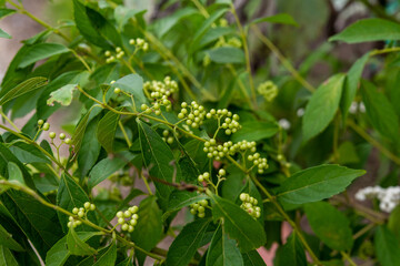 白式部 シロシキブ