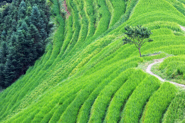 Chinese landscape with tree in  lush green rice field. - 458128228