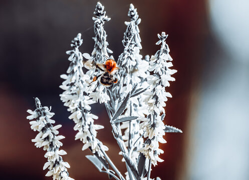 Color Pop Of A Fuzzy Bee Against Grayscale Flowers