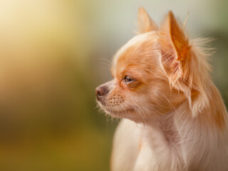 White long-haired Chihuahua puppy. Dog in nature.