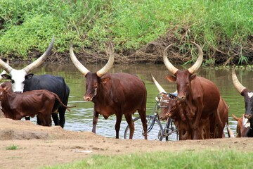 cow and calf with long horns, Uganda 