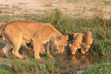 lioness and cubs drinking from a waterhole in Murchison falls National park , Uganda 