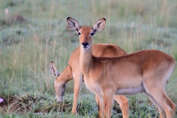 Impala portrait in Murchison National park, Uganda 