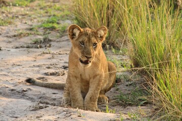 Fototapeta na wymiar Portrait of a cute lion cub, Murchison falls National park, Uganda 